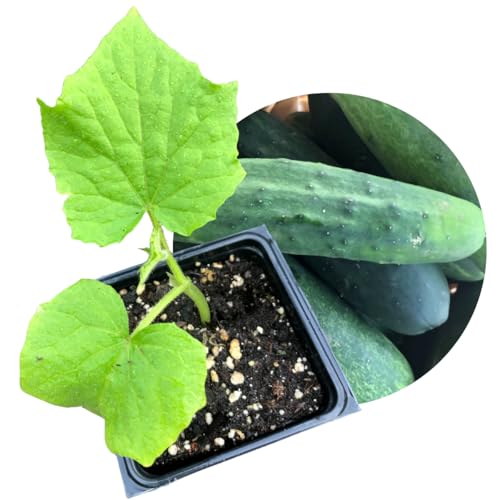 Organic Cucumber Straight Eight (Cucumis sativus) Plant in 2.5-Inch Pot by Smoke Camp Crafts