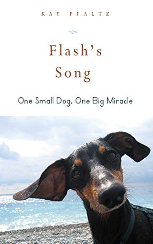 Flashs Song How One Small Dog Turned Into One Big Desertcart