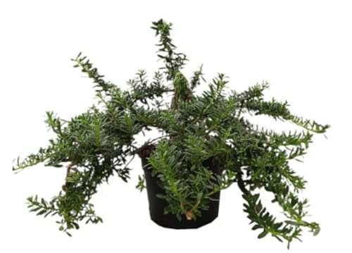 Planta natural Myoporum Parvifolium, 40 cm. Planta tapizante. Planta rastrera con hojas pequeñas, ideal para cubrir suelos. Segura Garden.