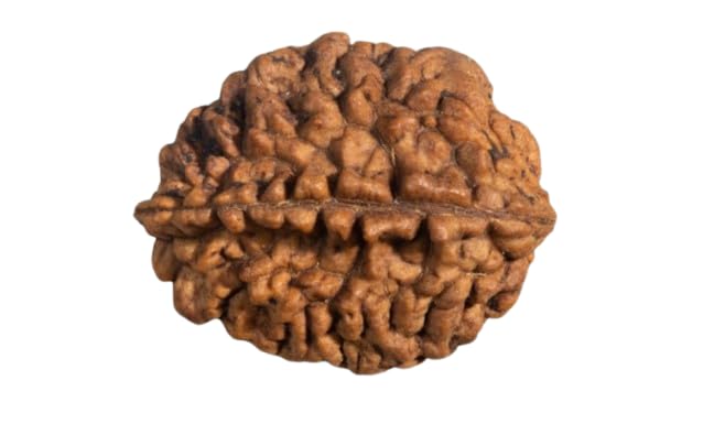 IRIS GEMS Two Face Rudraksha Original Nepal दो मुखी रुद्राक्ष 2 Mukhi Rudraksha Nepali Two Mukhi Rudraksha for Astrological Purpose AAA+ Natural Brown Pure Do Mukhi Rudraksha for Men and Women-image-11