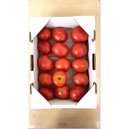 おかざき農園 ご家庭用フルーツトマト約1kg 高知市産 先行予約 2025年1月〜発送 トマト とまと フルーツトマト 野菜