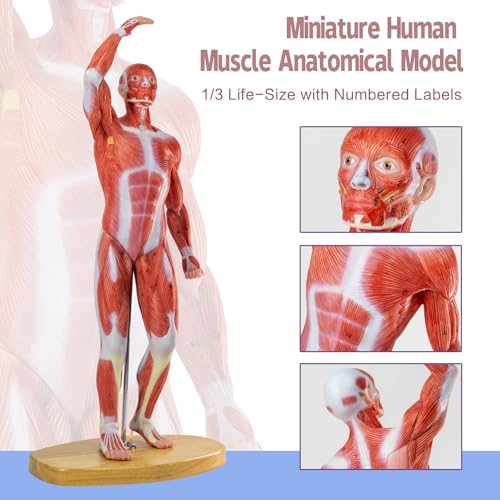 Image of HADWYN 20 inch Human Muscle Model Miniature Muscular System Model, Human Muscular Figure Human Body Anatomy Model for Medical Physiology Teaching