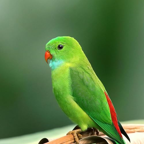 Amazon Music VADDEDUのBird Amazon.co.jp