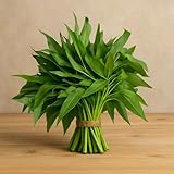 Kong Xin CAI Seeds, 0.5 Ounce 300+ Green Leaf Vegetable Seeds for Planting Non-GMO Choy Ong Seeds