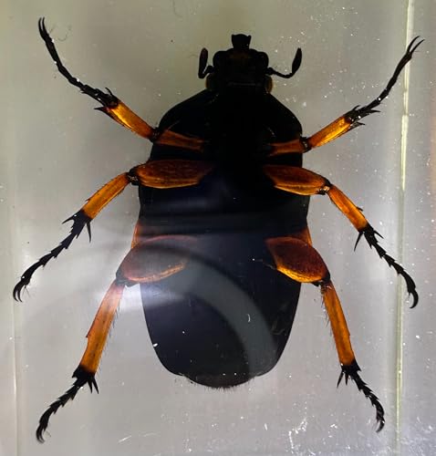 Image of 2.9 inch Real Unicorn Blue Green Chafer Beetle w /Golden Legs in Crystal Clear Lucite Resin Specimen Preserved Insect Bug Taxidermy Collection for Biology Science Education Desk Display Supplies