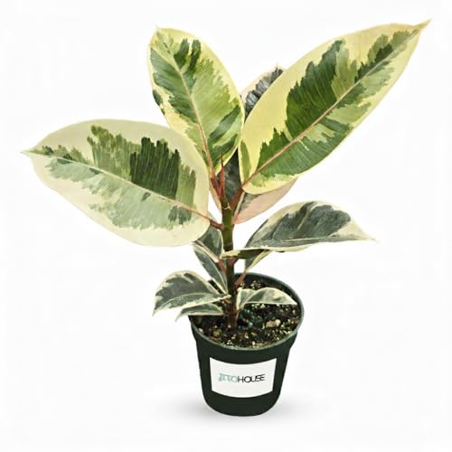 Ficus Tineke Live Variegated Full Size Rubber Plant | Easy