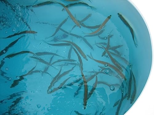 Baitfish Enhancement and Keeping Formula Additive for Minnow Buckets, Livewells and Bait Tanks. Keeps Holding Fish Alive Longer, Healthier, and Improves Performance Levels. - Image 2