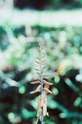 Amber D400 Color Negative, 27Exp, Iso400, 35Mm Cine Film #TOP4