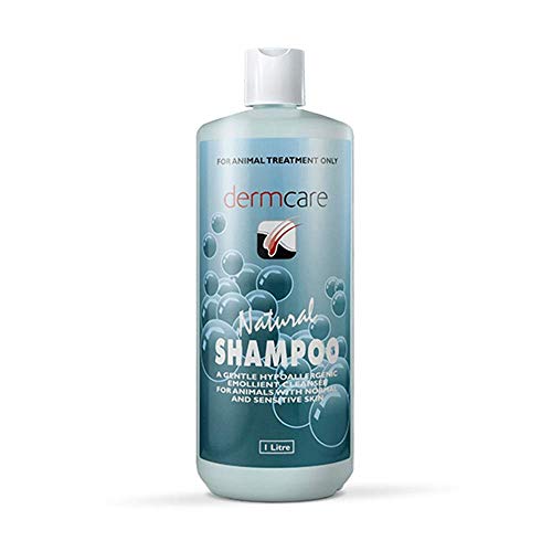 beauty the 15 best shampoos on dermstore