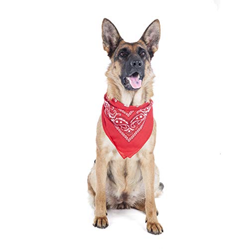 Qraftsy QRBAPXLTR02-2 Pack Paisley Polyester Pets Dogs Bandana Triangle Shape cover