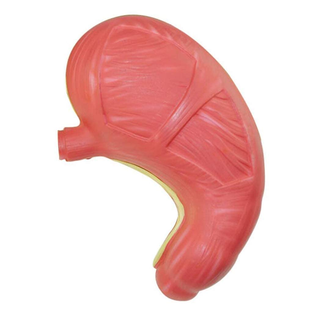 Model anatomiczny żołądka-model anatomiczny narządów ludzkich 1:1, materiał PVC naukowa anatomia człowieka-do wyświetlania badań biologicznych, medyczna pomoc edukacyjna