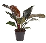 Harro's Pflanzenwelt