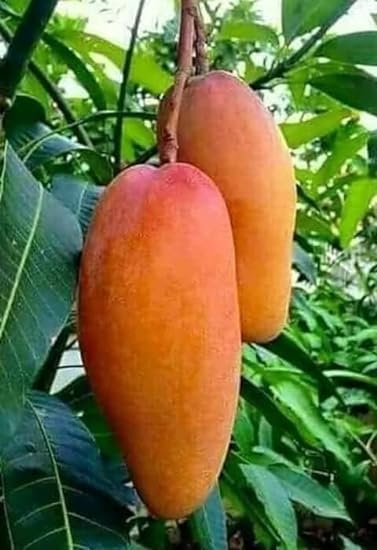 See full amazon price history chart for Green Collection Banana Mango Plant - Grafted Varient All Time Special Thai Red Ivory Mango| Big Size Healthy Plant - Early Fruiting Variety| Thai Banana Shaped Mango Grafted Live Plant. Green Collection Banana Mango Plant - Grafted Varient All Time Special Thai Red Ivory Mango| Big Size Healthy Plant - Early Fruiting Variety| Thai Banana Shaped Mango Grafted Live Plant. (B0CLJ2FTFR) Amazon Price History, Amazon Price Tracker