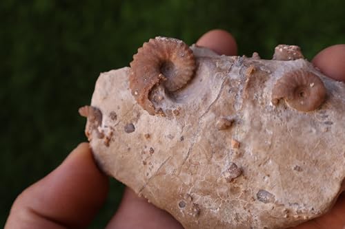 Image of Douvilleiceras & Gastropods Plate Cretaceous Fossils Fossils from Morocco Fossil Rock Ammonites Fossil A219