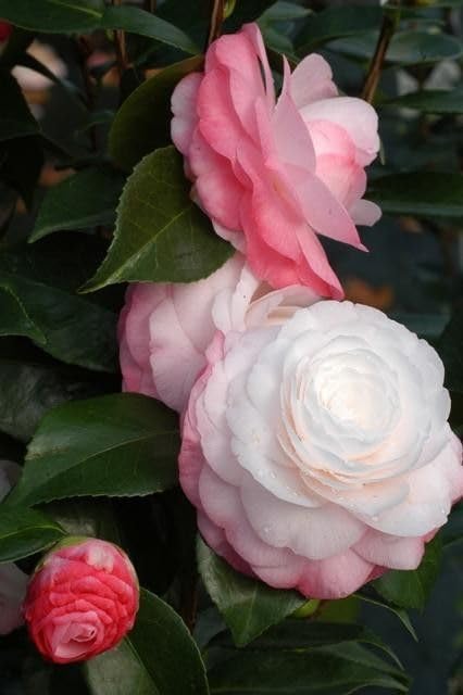 Greenery Nursery Camellia flower plant rare japanese varity size 1to1.5 Ft (Pack Of 1) Live Flower Plant for Home garden Indoor Outdoor Shrubs Tree (B0BKXT16P1) Amazon Price History, Amazon Price Tracker