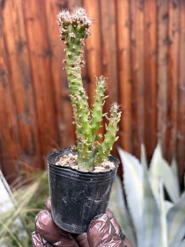 ドライガーデン 植物 サボテン」の人気商品一覧 | 安い商品を通販