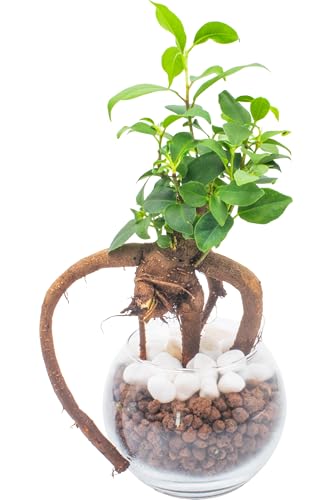 ❤️　❀金の成る木❀キャンバス小 楽天市場】観葉植物 ミニ 金のなる木の通販