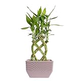 Costa Farms Lucky Bamboo Plant, Easy to Grow Live Houseplant in Indoor Bamboo Pot, Potting Mix,...