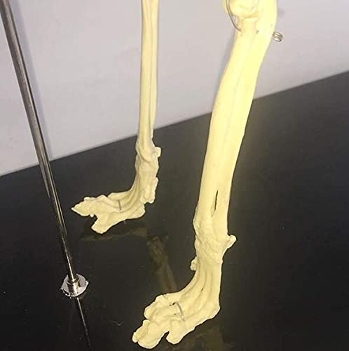 Katze Skeleton Modell 1: Anatomisches Modell Pet Katze Knochen Tier Skelett Probe Anatomie Biest Medizin Bildung Demonstration Werkzeug Tier Skeleton