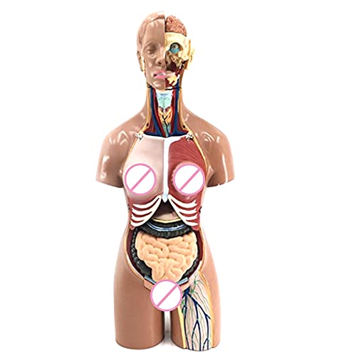 DOEKGE Modelo de montagem anatômica 4D de órgãos humanos para escola de ensino, mostra estrutura mus