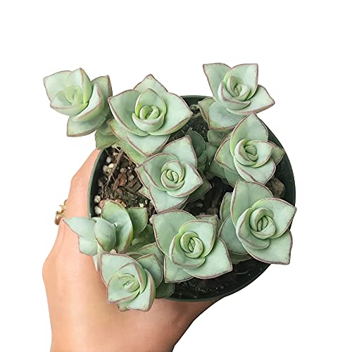 Crassula Ivory Towers Crassula Conjuncta Succulent For Sale 2 Inch - Unique Collection Of Live Crassula Succulents Easy To Grow Indoor House Plant, Fully Rooted In 2/4/6 Inch Size #TOP1