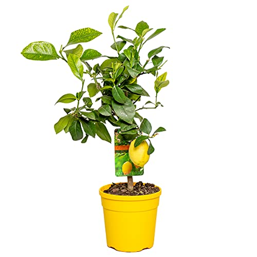 Bloomique - Citrus Limon - Citronnier - Agrume - Arbre fruitier - Plantes de jardin - Hauteur 50-70 cm - Pot 19 cm
