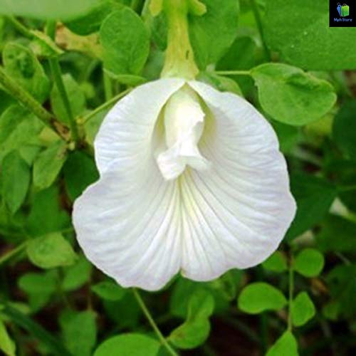 Mphmi Clitoria Ternatea, Gokarna (White) - Plant (B08SWKNB9Y) Amazon Price History, Amazon Price Tracker