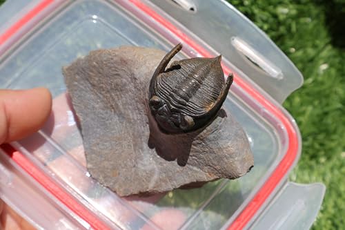 Image of Trilobite Nice Zlichovaspis Trilobite Fossil Trilobites Rock Trilobite Fossils from Morocco Devonian Fossil A255