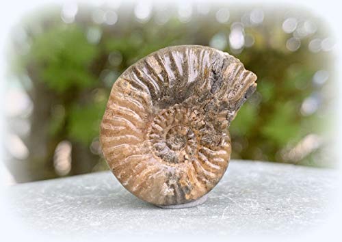 Preisvergleich Produktbild Fossil Ammonit aus Schottland Ludwigia CF Agria (Griechenland) SilverGEO® zertifiziert