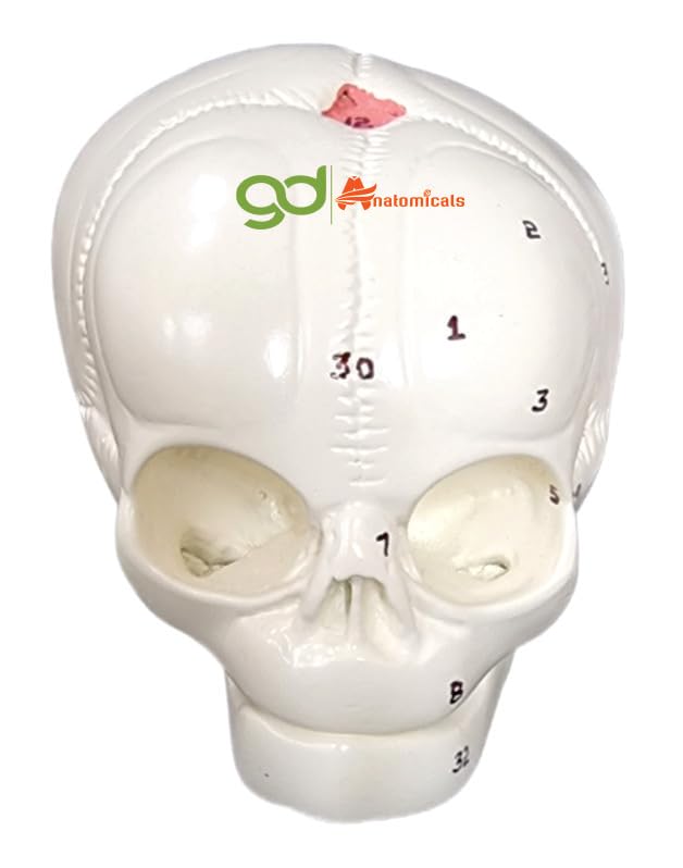 Human Fetal Skull Model - Precision Crafted from HSP Resin - Detailed and Lifelike Fetal Skull Replica - Ideal Educational Tool for Medical and Anatomical Study, Obstetrics Training, and Scientific Demonstrations - Perfect for Medical Students, Obstetricians, and Anatomy Enthusiasts."