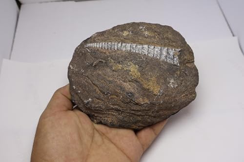 Image of Natural Orthoceras Fossil from Devonian Period Fossil from Morocco A304