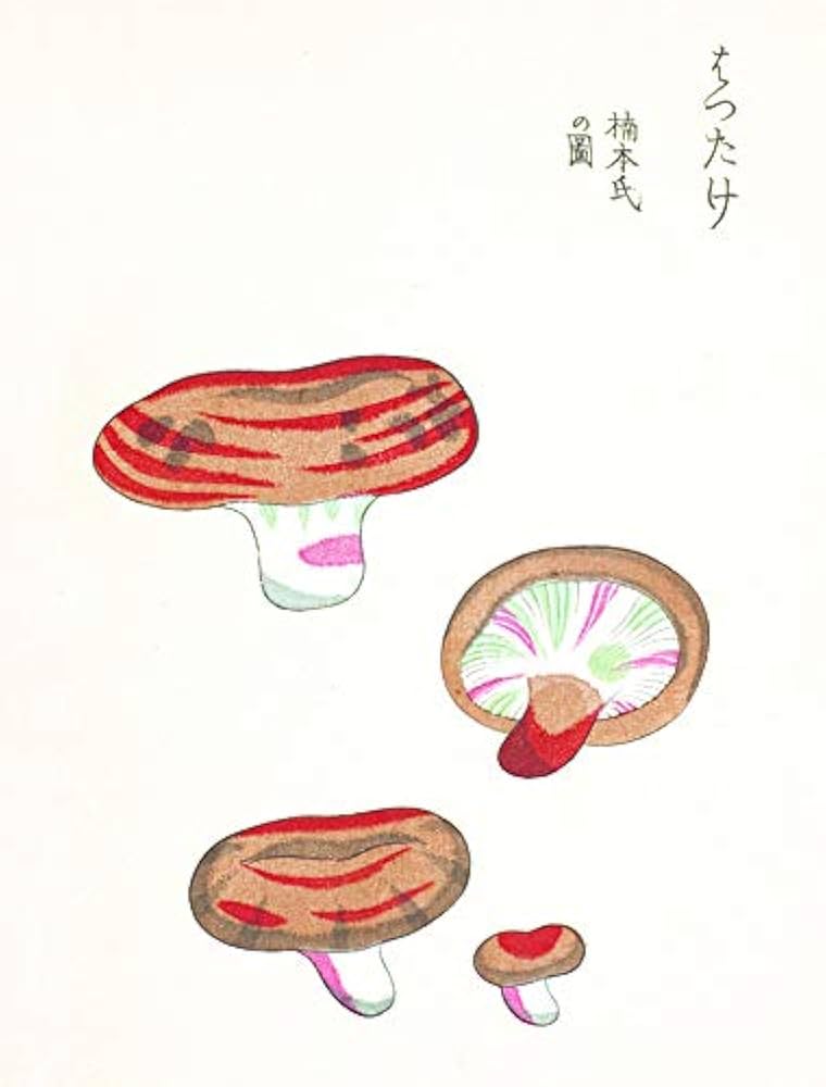 Mushroom Postcards: International, PIE: 9784756253804