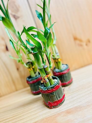 Generic Lucky Bamboo 4 Inch4 Inch6 Inch In Ceramic Vase Green Vase With Red Lines cover