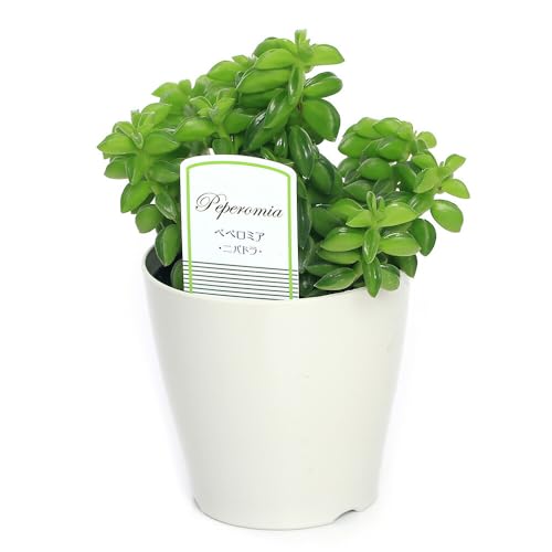 ycharmziϗtAjyy~A jph RiPj kC~Gs