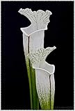 100 clip pz dionaea muscipula gigante venere acchiappamosche in vaso insettivori seed catcher per il giardino: 17:seeds