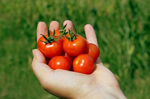 Arlo Hybrid Vegetable Seeds Rare Dwarf Red Sun Sugar Cherry Tomato 30 Seeds Pack