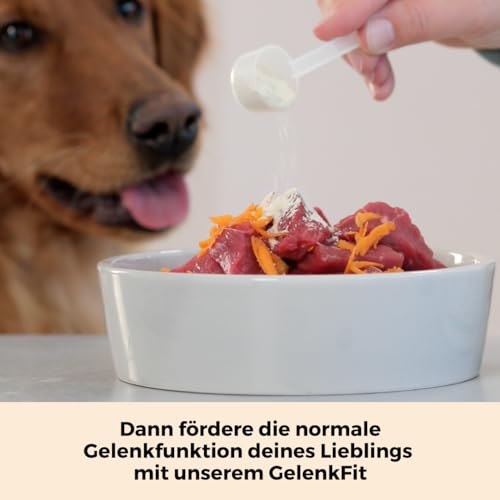 DOG NATIVE GelenkFit für Hunde, hochdosiertes Gelenkpulver mit Grünlippmuschel, MSM, Chondroitin & Kollagen, natürliches Pulver für Gelenke, 175g