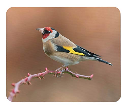 Amazon.co.jp: ゴシキヒワのマウスパッド：フォトパッド（世界の