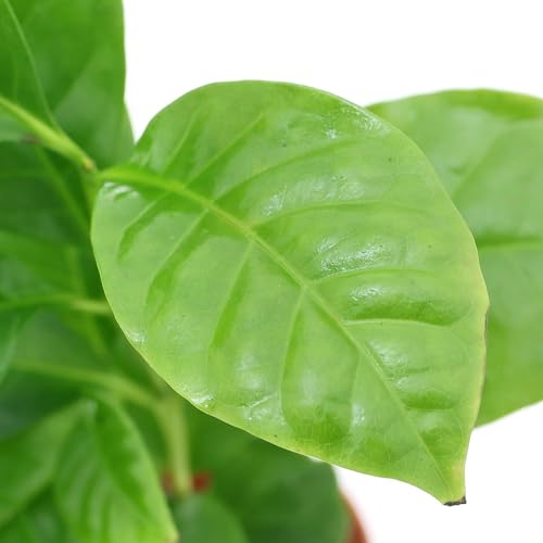 ycharmziϗtAjR[q[̖ QOiPj kC~Gs