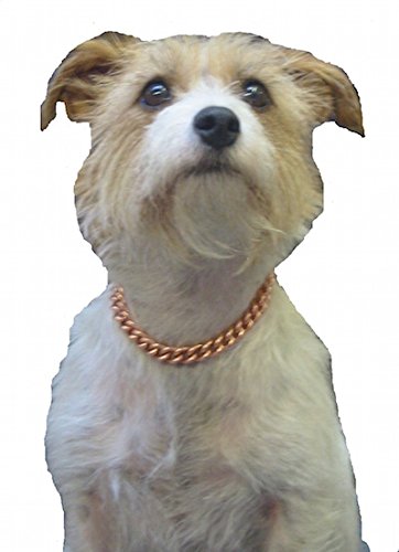 Proexl Copper Magnetic Therapy Dog Collars Made To Measure In Solid Copper With Magnets (16 Inches) #TOP3