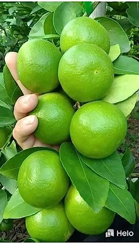 Image of GreenWorld Special All Time Big Size Desi Kolkata Pati Lemon /Nimboo (Pack Of 2 / Guti Kolom) Live Plant,Healthy & Air Layered Plant,''Fruit After 3 to 6 Month''