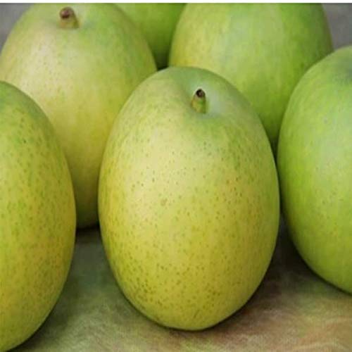 【鳥取県産】 訳あり　20世紀梨　大きさおまかせ　約5kgのサムネイル