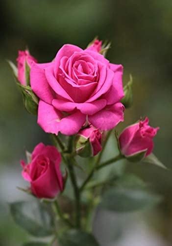 Nandini Garden Desi Pink Rose Plant Live Flowering with Pot Indigenous Native Fragrant Blooms Indigenous Flora Shrub Petals for Outdoor Gardening (Pack of 1) (B0CC3K7N9G) Amazon Price History, Amazon Price Tracker