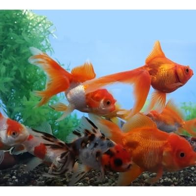 弥富金魚引換券