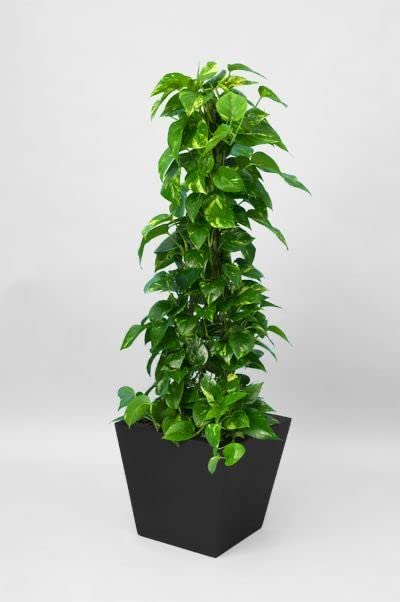 See full amazon price history chart for Money Plant - Heart-shaped Leaves Money Plant - Heart-shaped Leaves (B0BDLV6VL8) Amazon Price History, Amazon Price Tracker