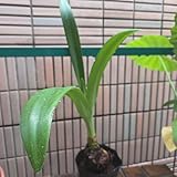 アマリリス 葉から球根までの全長56センチ