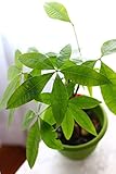 New 80pcs Money Tree Seeds Light Green Generic