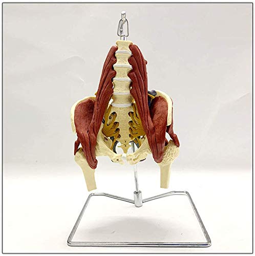 Human Spine model with Nervio, disc herniation with Bilateral Lumbar Muscle, Muscle Pelvic A Stand with Base Coating