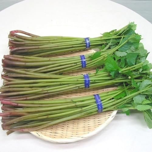 ܂܂H׍...R`ŏ㋬M̗?VNVR育\R [ ԃ~YQkg ]!! N[ւł͂B