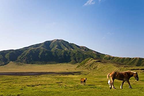 【日本の風景/地名のポストカード】熊本県南阿蘇村 草千里に草をはむ馬と阿蘇の山 はがき お土産 ハガキ 撮影/絶景.com